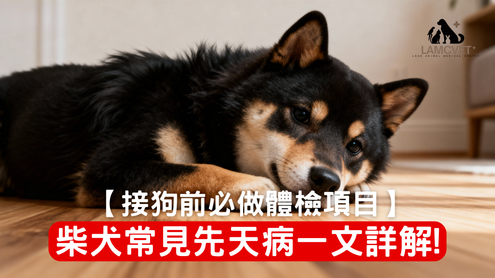 柴犬體檢常見先天性疾病檢查項目